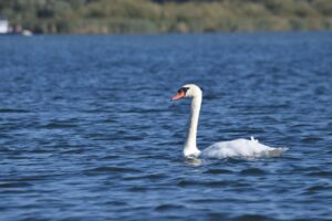 Varen in de Biesbosch